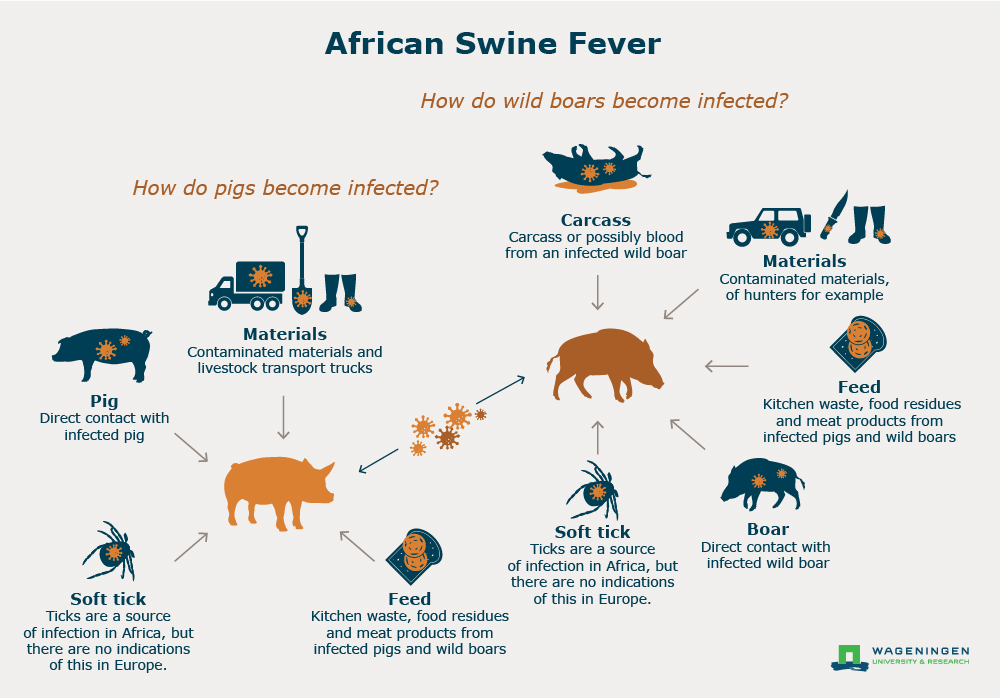 African swine fever (ASF) WUR